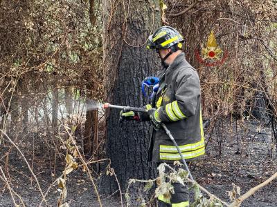 Incendio alla Pineta Dannunziana: intervento dei Vigili del Fuoco scongiura danni maggiori
