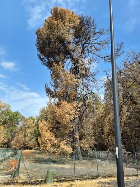 Incendio Pineta Dannunziana Pescara, si cerca di salvare il pino monumentale 