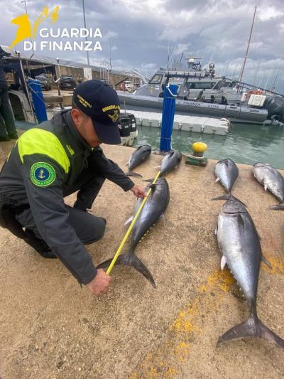 Guardia di Finanza Pescara, RAN Abruzzo, pesca di frodo: sequestrati 13 tonni sotto misura, sanzioni per 22mila  euro 