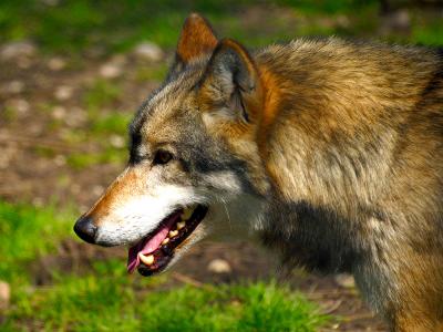 Catturato nella notte il lupo probabile responsabile delle aggressioni a Vasto e San Salvo