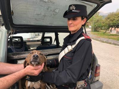 L'Aquila, sottrae cani ad un addestratore, arrestato dai carabinieri un uomo di Campobasso