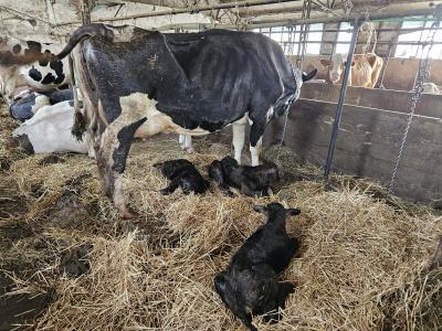 Tre vitellini gemelli, parto rarissimo in stalla a Rocca di Mezzo