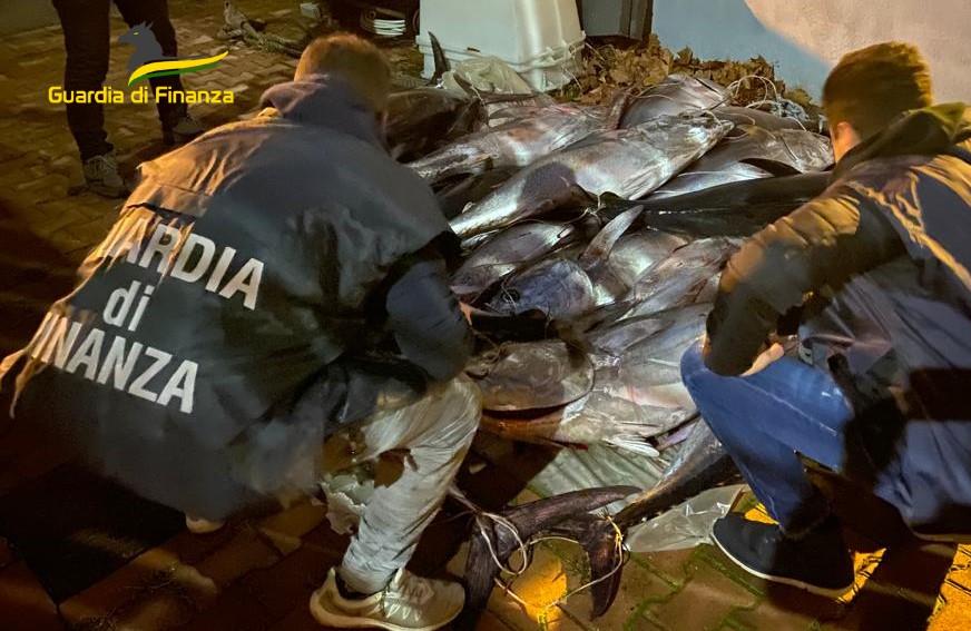 Sequestro record di tonni, operazione "Tuna Market" della Guardia di Finanza di Pescara