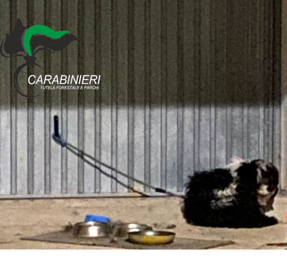 Lanciano, cane tenuto alla catena per giorni: scatta il sequestro e la denuncia per i proprietari