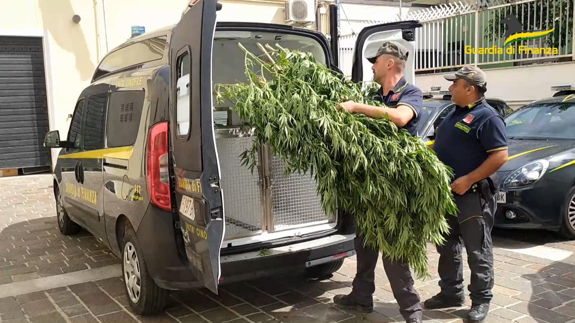 Scoperta serra illegale di marijuana tra gli uliveti del pescarese.