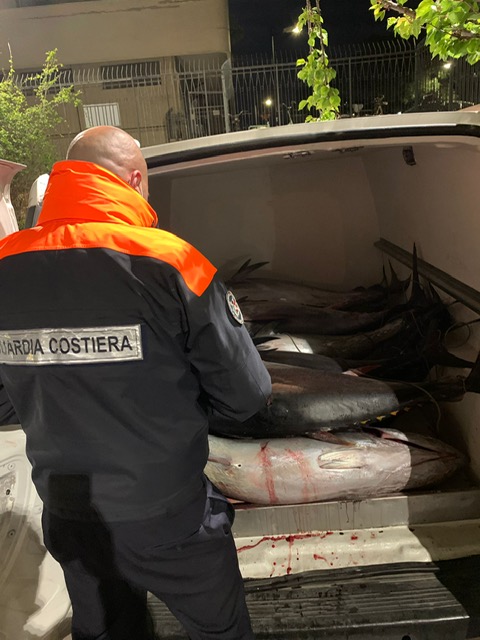 La Capitaneria di Porto di Pescara sequestra 14 esemplari di tonno rosso