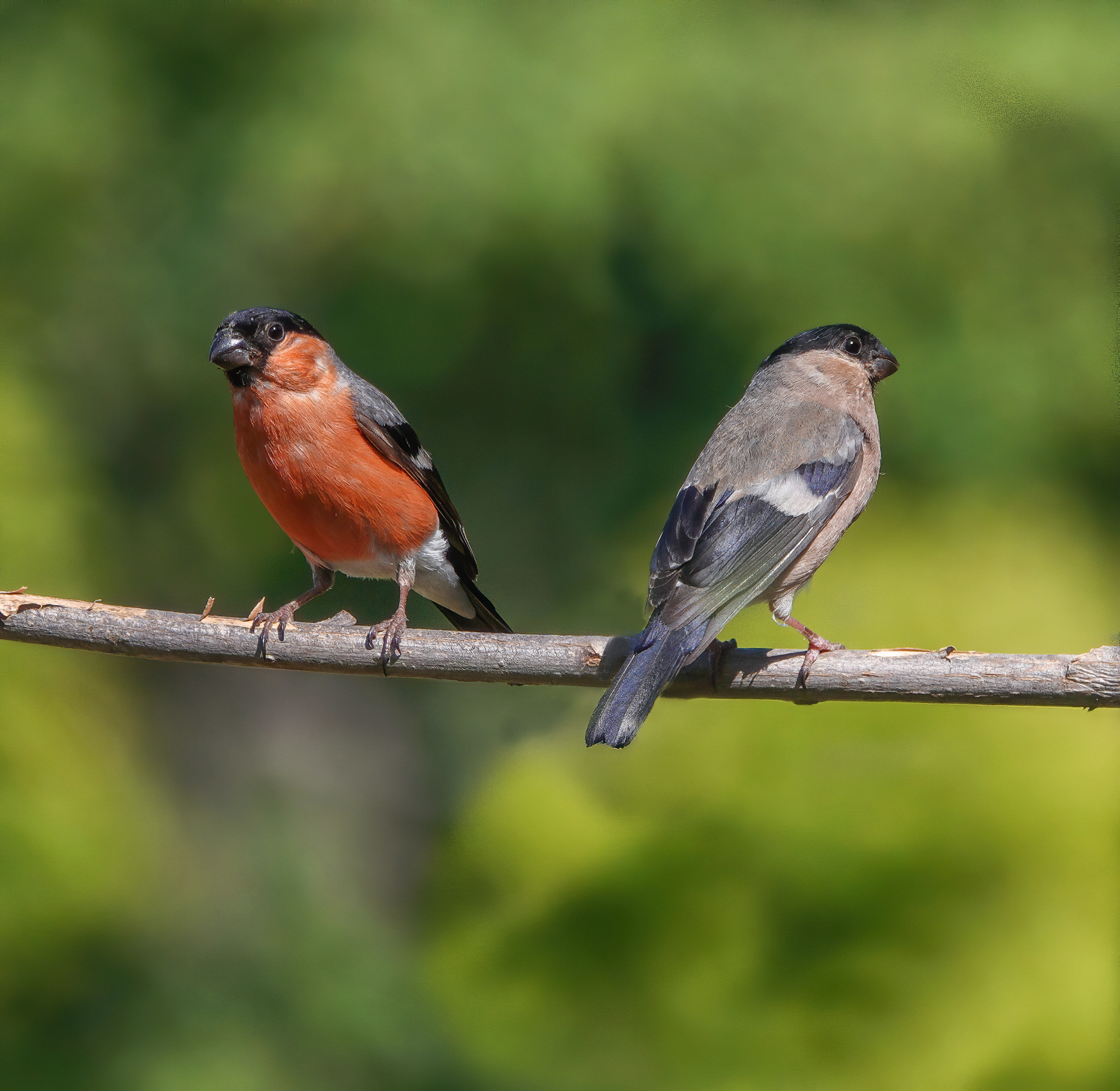 In Abruzzo 321 specie di uccelli, arriva un corso di birdwatching e avvicinamento all'ornitologia per scoprire la biodiversità.