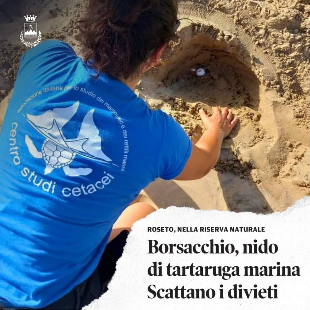 Nido di tartaruga nella Riserva del Borsacchio