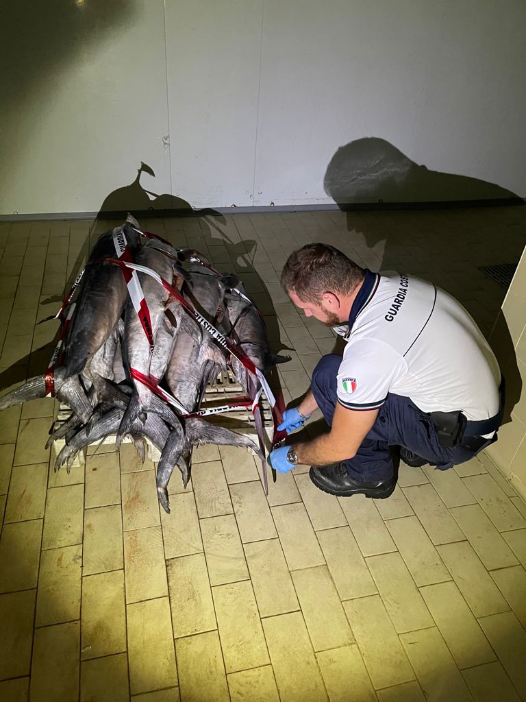 La Capitaneria di Porto Guardia Costiera di Pescara sequestra 11 esemplari di pesce spada