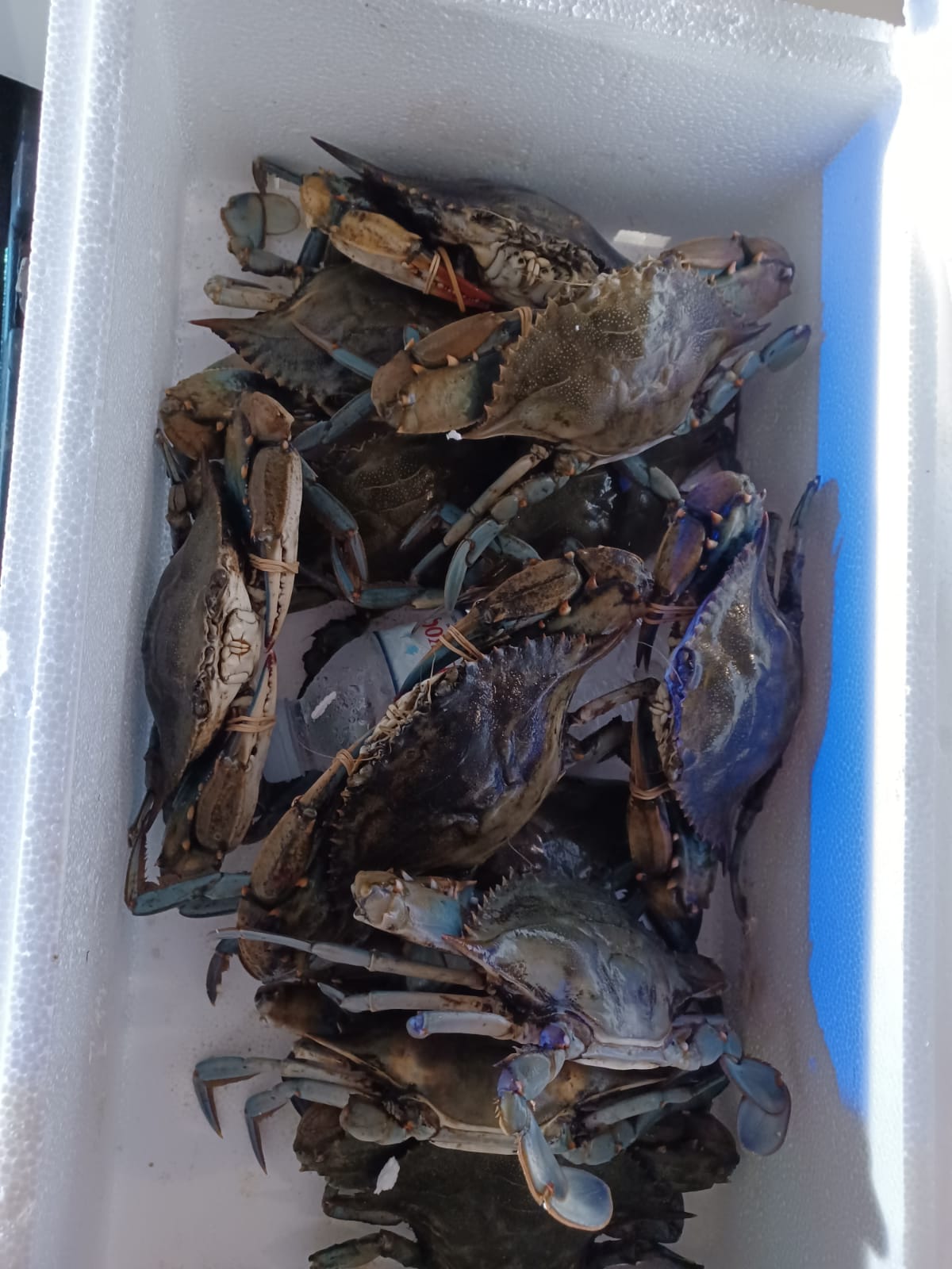 Pesca illegale, conclusa l'operazione Aringa della Direzione Marittima di Pescara