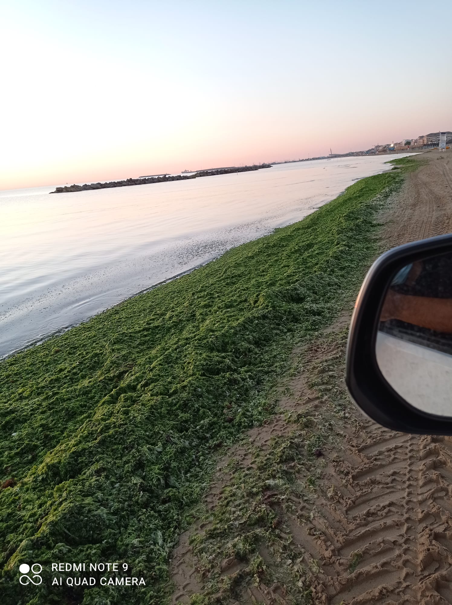 Emergenza alghe sulle spiagge di Pescara, raccolti 800 quintali in due giorni