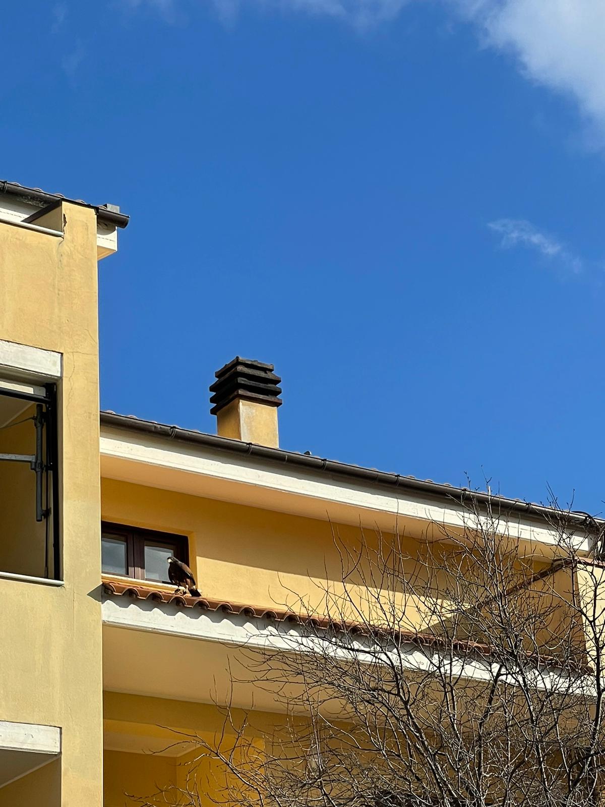 Pescara, al via l'attività dei falconieri nei sottopassi ferroviari contro i piccioni