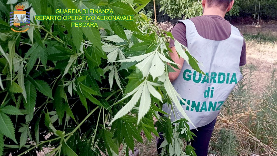 Droga, I finanzieri della sezione aerea di Pescara individuano 6 piantagioni di cannabis in Abruzzo