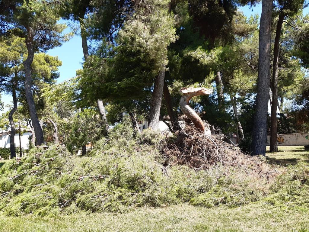 L’Assessore all’Ambiente  Taralli: “al parco Cerulli di Giulianova interventi necessari con attenta valutazione per la pericolosità degli alberi. 