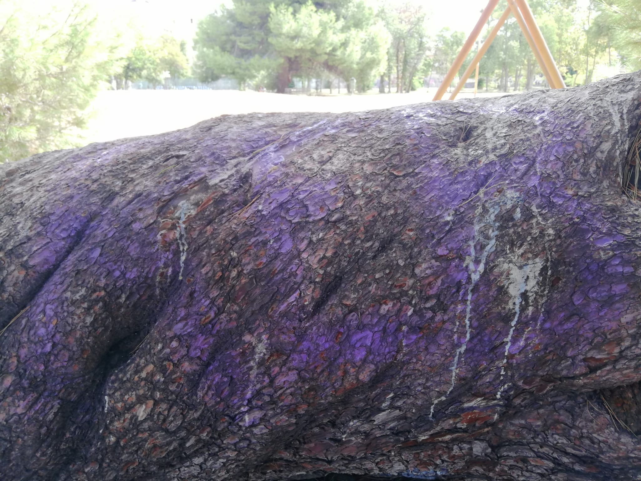 Alberi imbrattati con vernice e roverelle secche al Parco di Cocco di Pescara