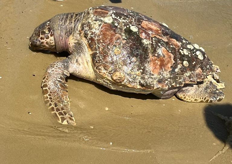 Francavilla al Mare, tartaruga Caretta Caretta rinvenuta senza vita sulla spiaggia.