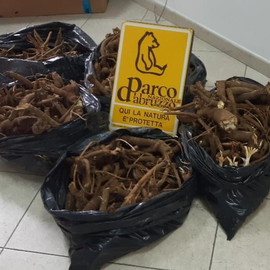 Parco nazionale d'Abruzzo Lazio e Molise, sequestrati 50 kg di genziana raccolta illegalmente 