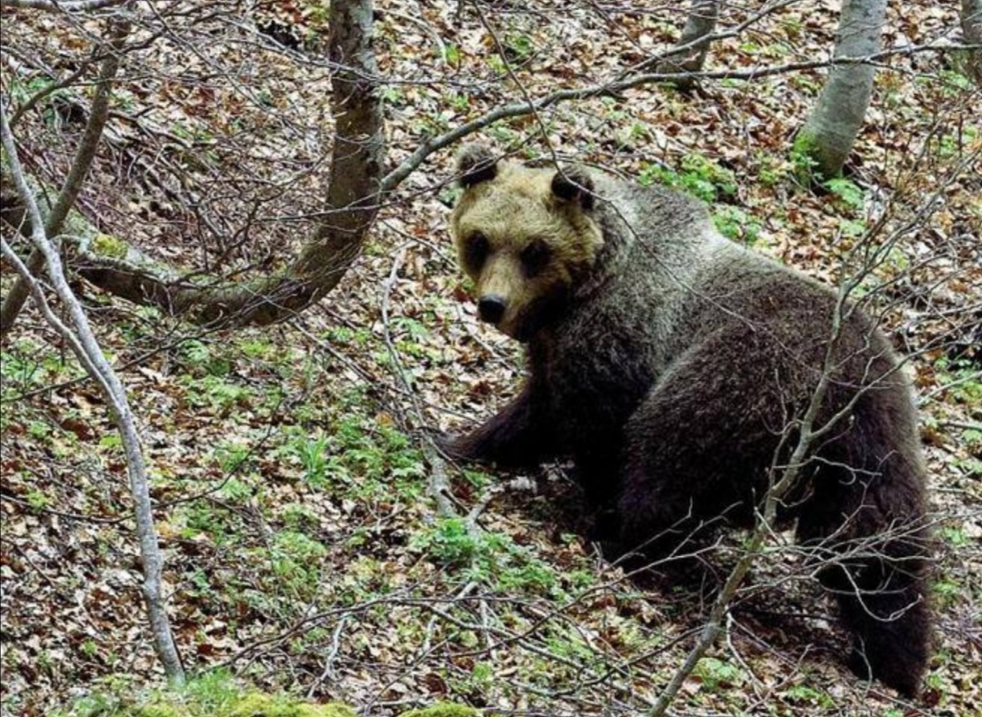 Parco Nazionale della Majella, il ritorno dell’orsa Peppina