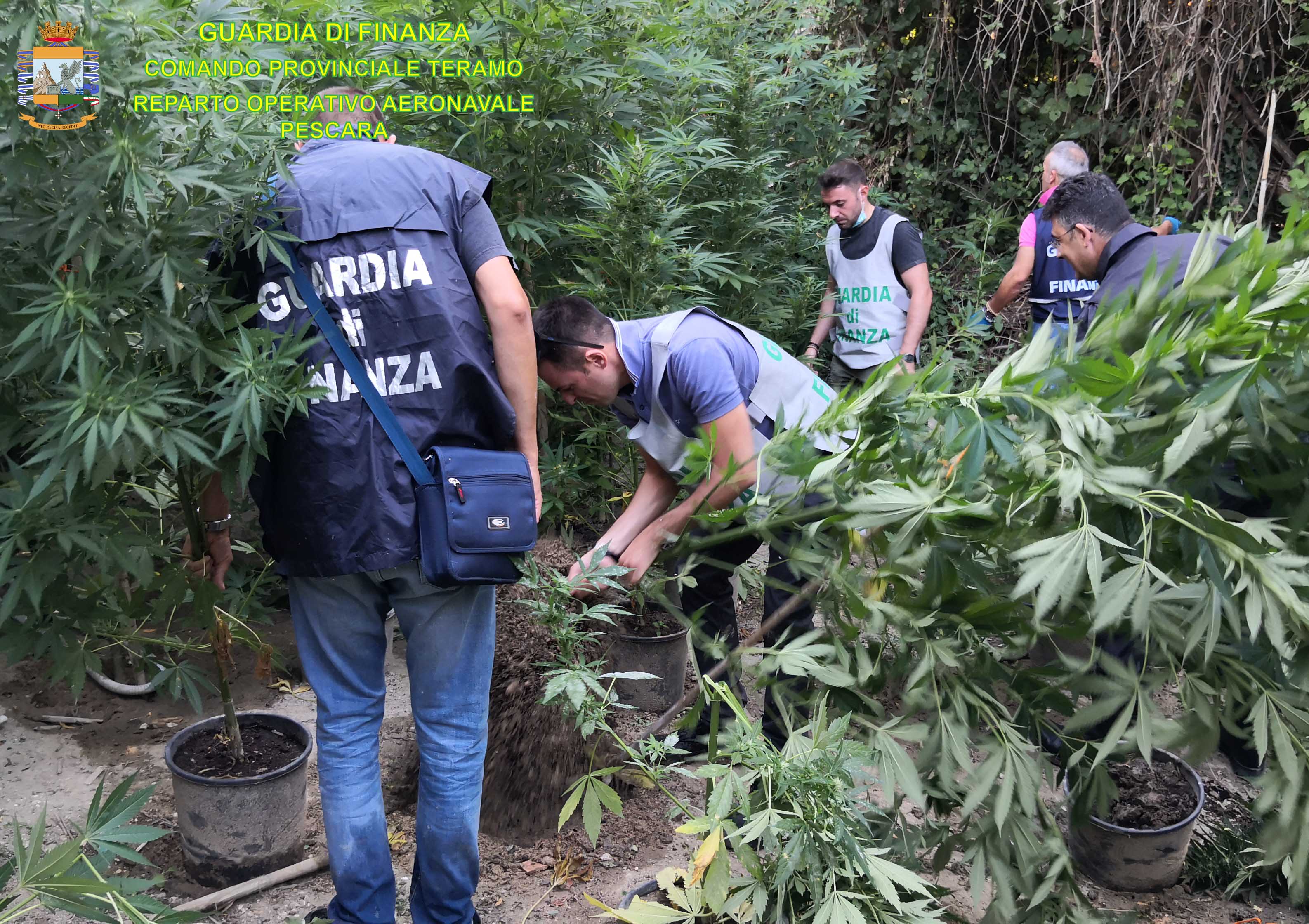 Sant'Omero, la GdF Sequestra di una piantagione di marijuana costituita da circa 2.100 piante
