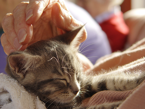 Atessa organizza corso di eccellenza Terapie con gli animali per aiutare l'uomo