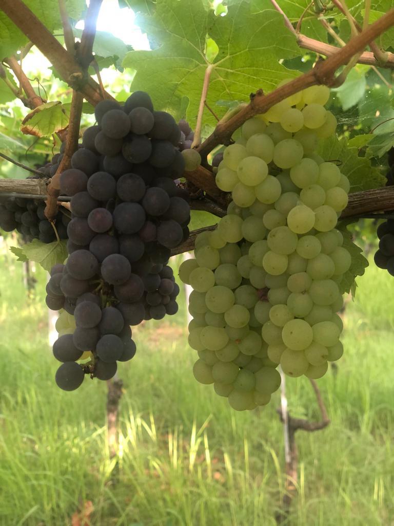 La Cantina Colle Moro dà il via alla stagione vendemmiale