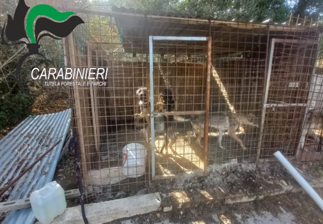 I Carabinieri Forestali di Atessa intervengono a Perano e sequestrano 4 cani maltrattati 