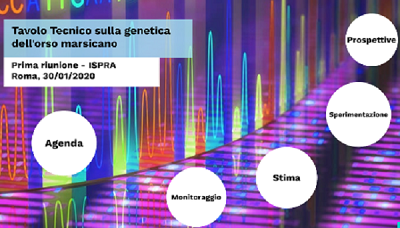 Orso bruno marsicano: al via il Tavolo Tecnico sulla genetica e la genomica di conservazione