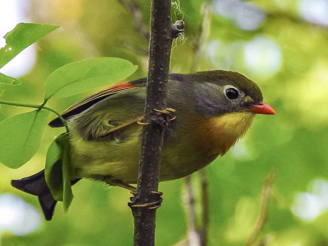 L'Usignolo del Giappone si insedia in Abruzzo. Studio scientifico della SOA individua la specie e segnala i rischi