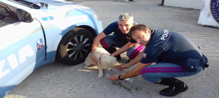 Polizia Stradale salva cucciolo di pastore abruzzese in A14