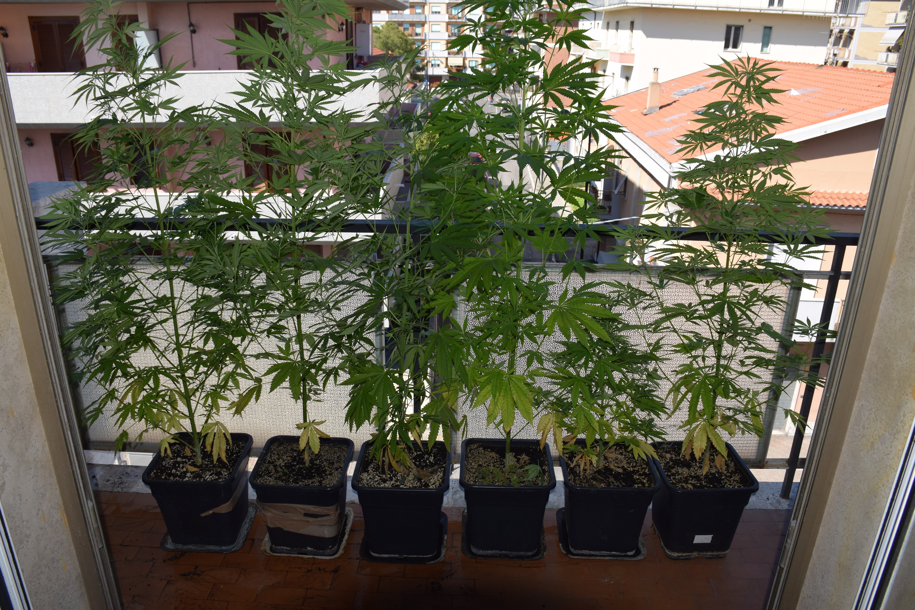 6 piante di marijuana sul balcone di casa. Denunciato per detenzione ai fini di spaccio 