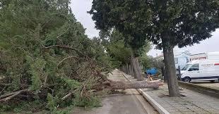 Fossacesia, La Provincia pronta al taglio di 29 alberi su Viale San Giovanni in Venere