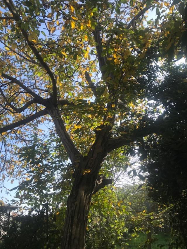 Giornata nazionale degli alberi, in provincia di Chieti Carabinieri Forestali e scuole insieme per il progetto "Un Albero per il futuro"