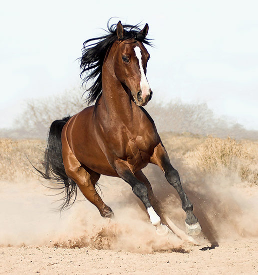2°TROFEO "RISERVA NATURALE OASI DI SERRANELLA"  II TAPPA REGIONALE DI ENDURANCE A CAVALLO