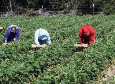 Domani l'arrivo in Abruzzo di altri braccianti agricoli dal Marocco, lavoreranno nella marsica