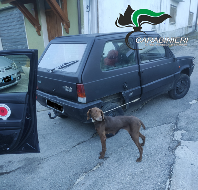 Tornareccio, cane trascinato  con un cappio alla macchina, uomo denunciato dai carabinieri Forestali