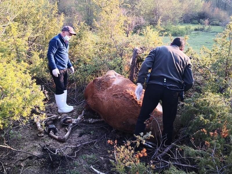 Smaltimento illecito di carcasse di animali scoperto nell'area contigua del Parco Nazionale Abruzzo Lazio e Molise