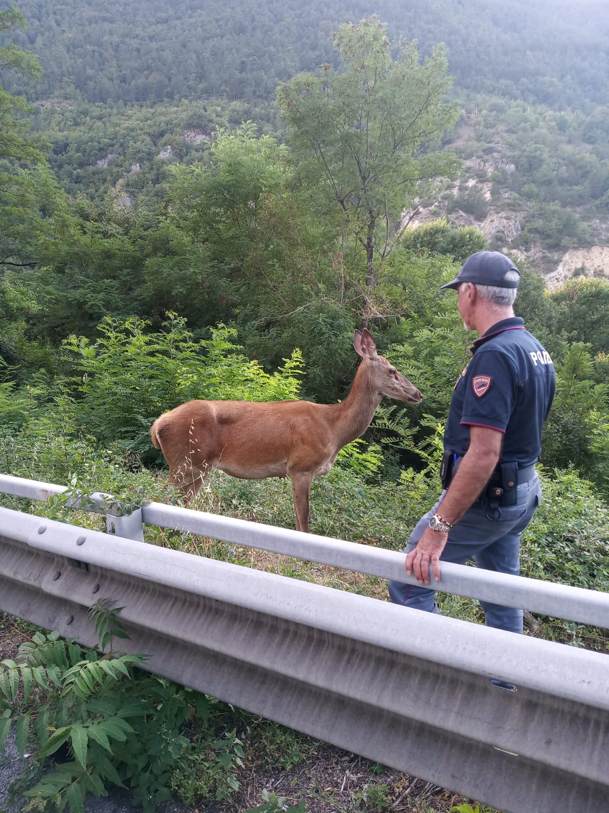 La Polizia di Stato di Sulmona salva un giovane cervo sulla Ss17