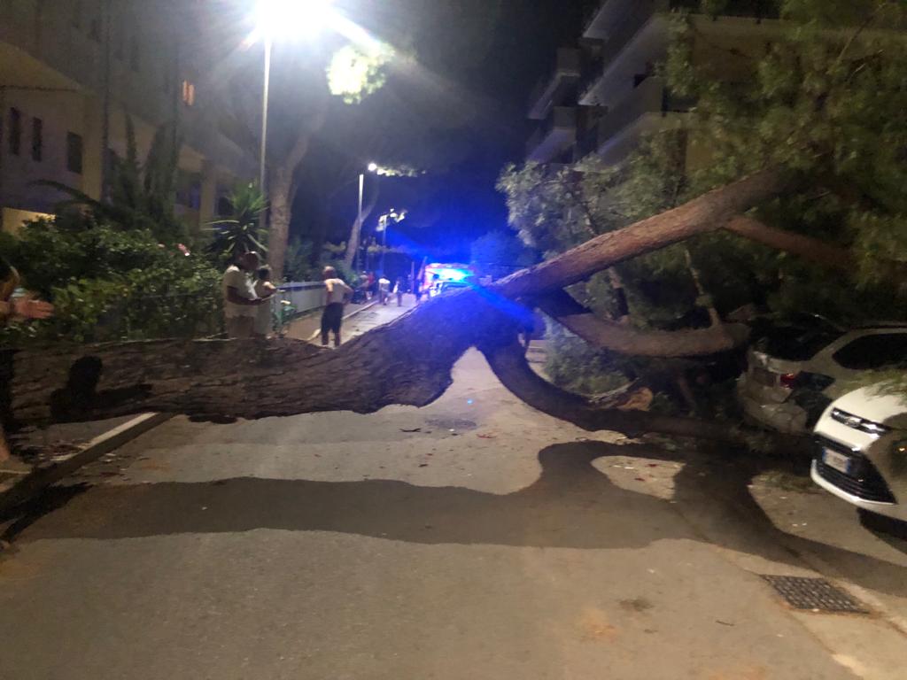 Albero cade su tre auto a Roseto, nessun ferito