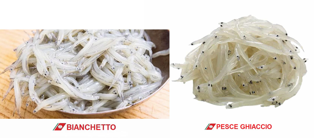 Vendeva “bianchetto” ma era “pesce ghiaccio”. Multato ristoratore