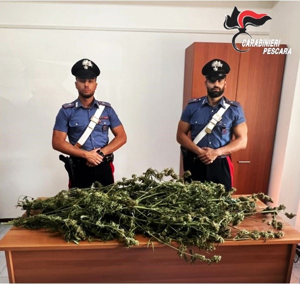 Lettomanoppello, sorpreso con piante di marjuana nel giardino di casa, giovane arrestato dai carabinieri 