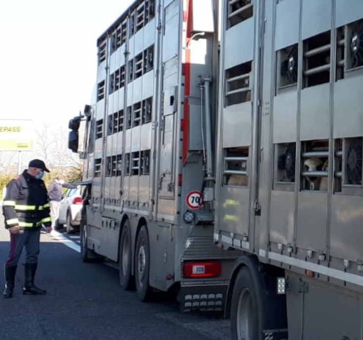 Trasporto di animali vivi, intensificati i controlli della Polizia Stradale di Chieti e di Lanciano
