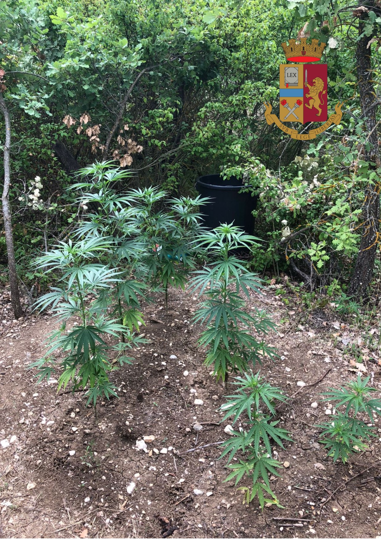 Sulmona, la Polizia scopre piccola piantagione di marijuana