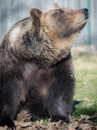 Lauretta, l’orsa del Centro Visite di Pescasseroli, è morta. 