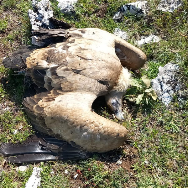 Parco Nazionale D'Abruzzo Lazio e Molise, avvelenati 9 lupi e tre grifoni e 2 corvi Imperiali