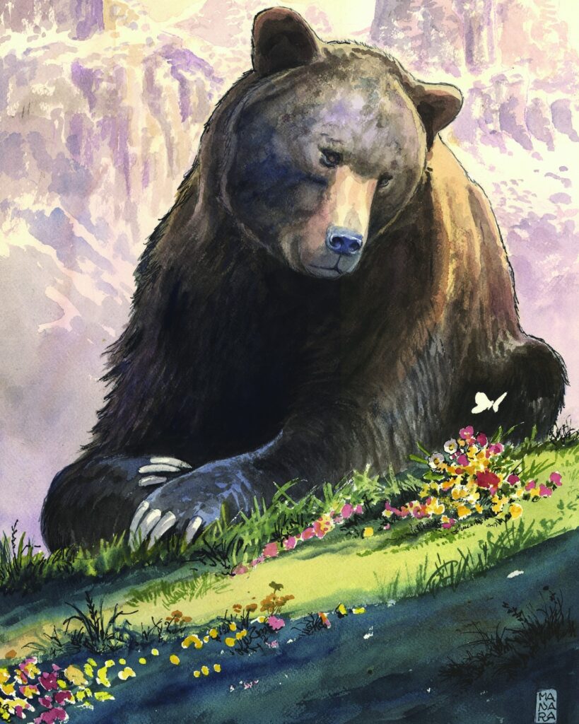 Morte di Carrito, l'orso investito sulla SS17