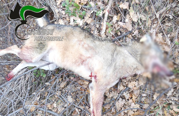 Gissi, lupo ucciso con un colpo di arma da fuoco indagano i Carabinieri della Tutela Forestale 
