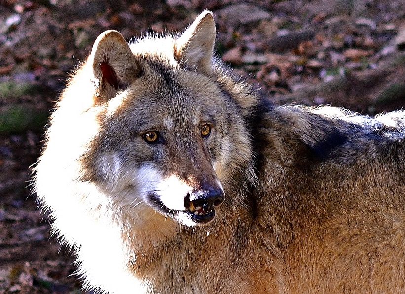 L'animale che ha seminato il panico Vasto è un lupo femmina