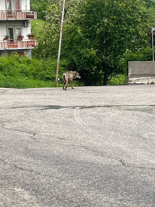 Lupo attacca cane e padrona nel centro di Palombaro e fugge con la bestiola tra i denti