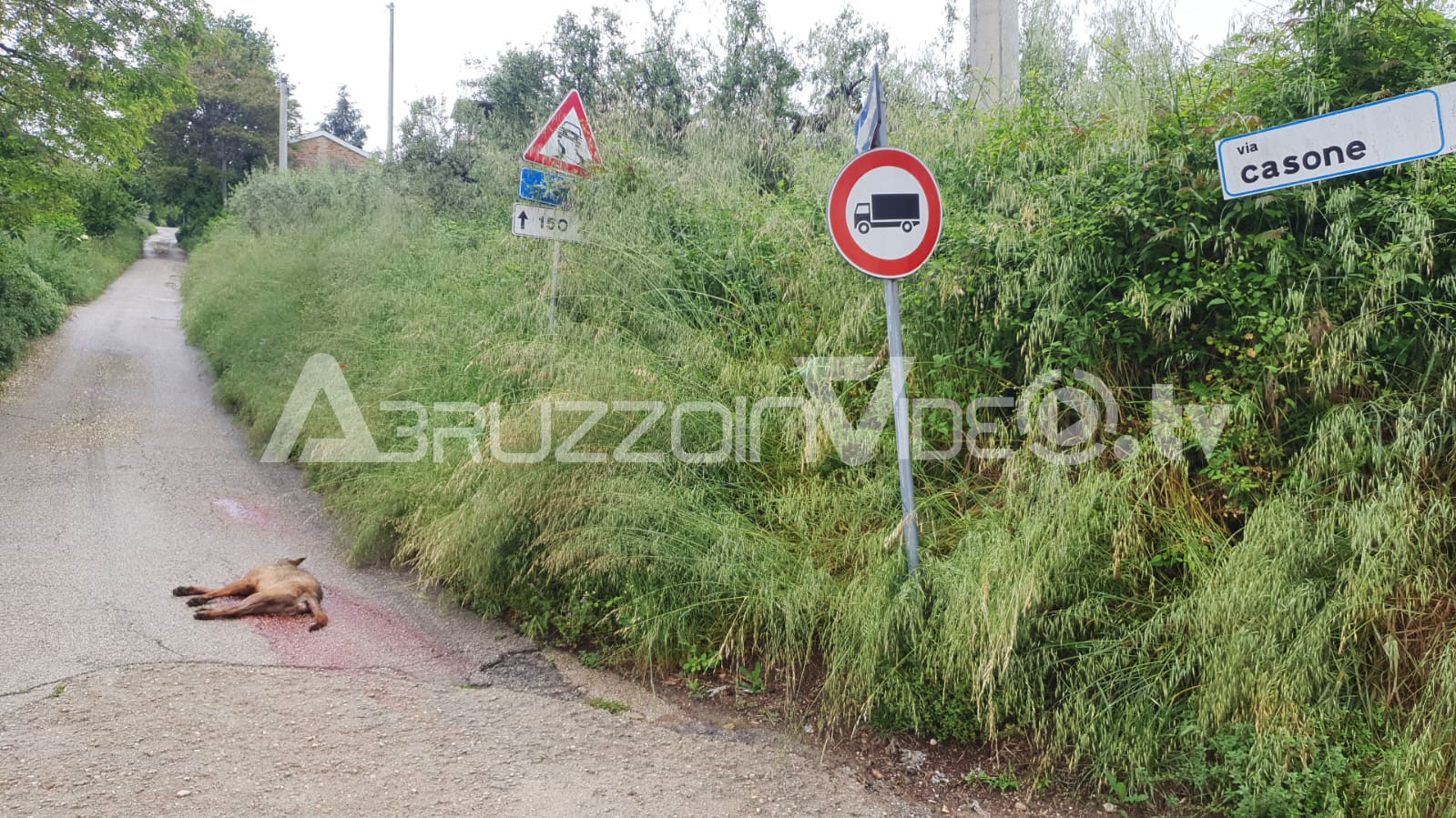 Lupo investito e ucciso in via Casone a Fossacesia. 