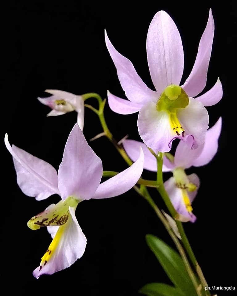 Pescara, il 4 e 5 dicembre all'Aurum "Orchidee in Festa" l'esposizione internazionale di orchidee